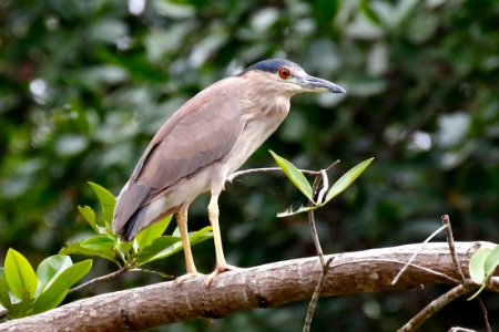 Black-crowned Night-Heron, Nycticorax nycticorax - 260A3413