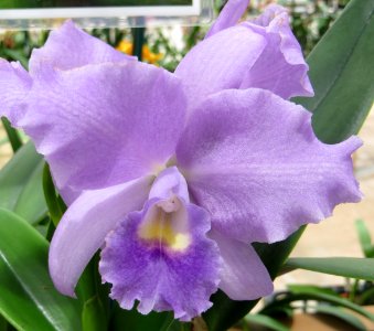 lavender cattleya orchid photo