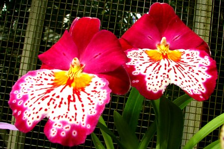 pink orchids with white speckled beards photo
