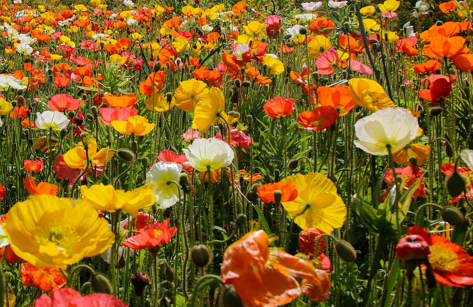 Colorful flower meadow color