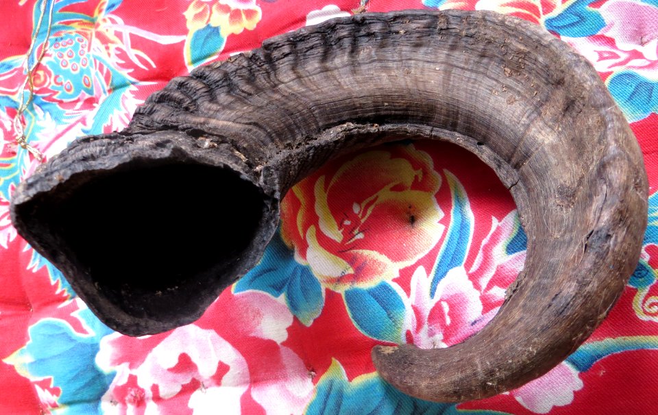 snaky shofar with open mouth