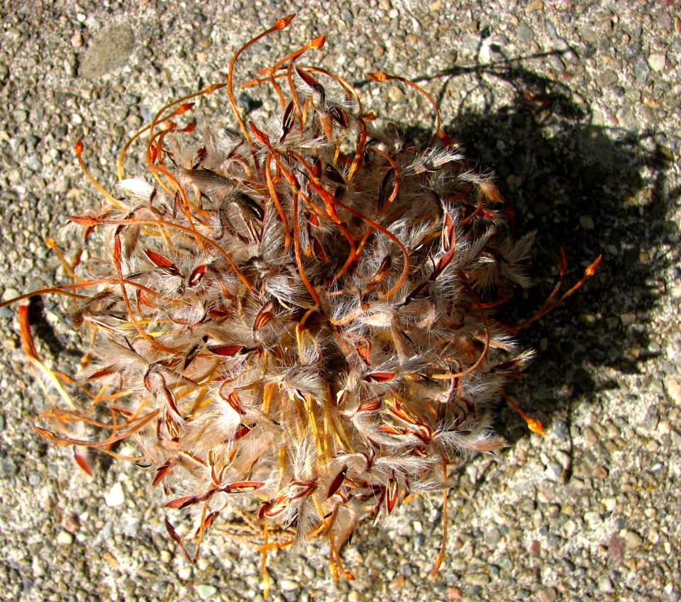 seedpod 8