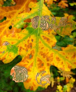 chewed leaf 1 photo