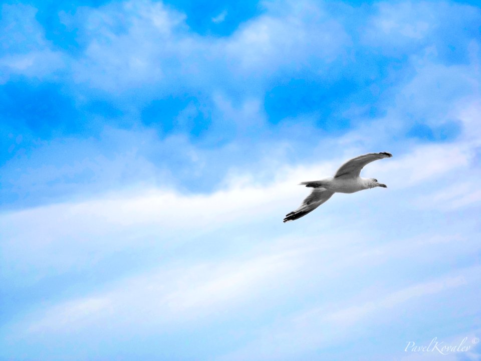 The bird on the sky