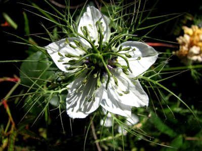 white spider-flower photo