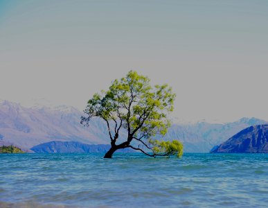 The Wanaka Tree... wanaka, Otago.