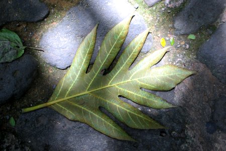 fallen leaf photo