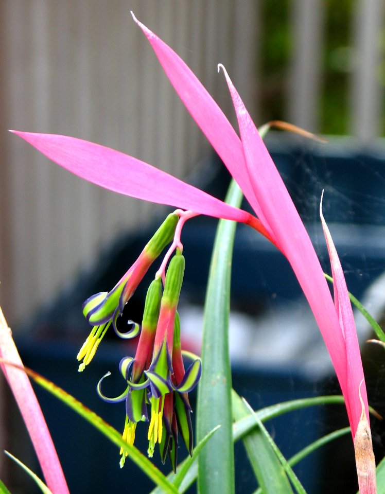 pink-and-multicolor flower