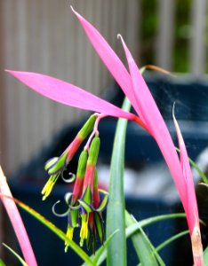 pink-and-multicolor flower