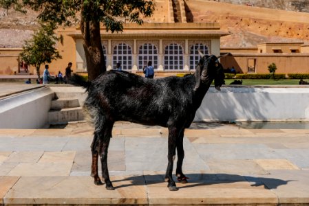 Posing Goat photo