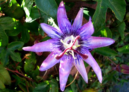 purple passionflower 1
