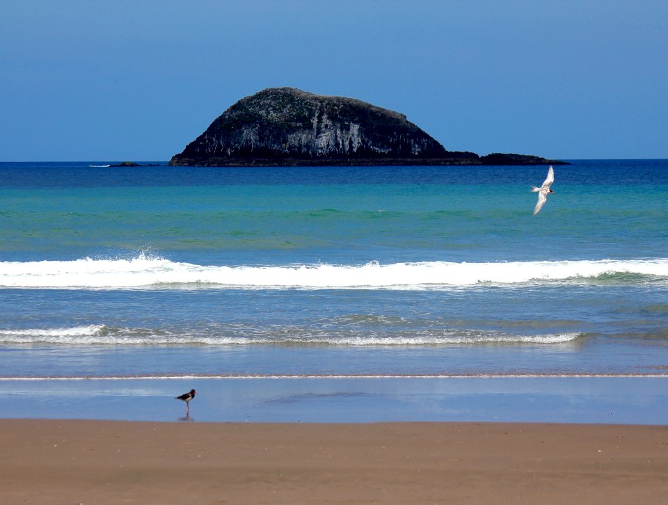 Just the Birds and the Sea