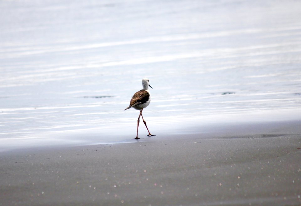 Undecided beach Comber