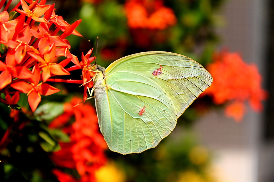 Wings freedom colorful