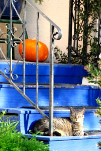 blue stairs with pumpkin and cat