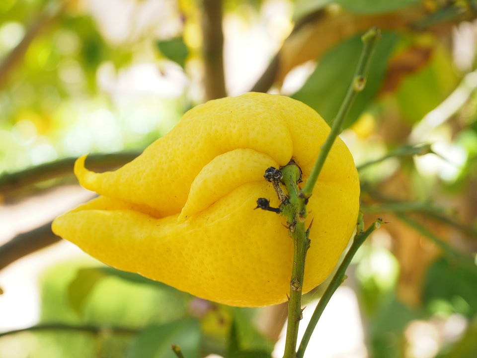Citrus × limon citrus fruit