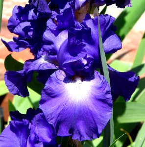 purple bearded iris 3