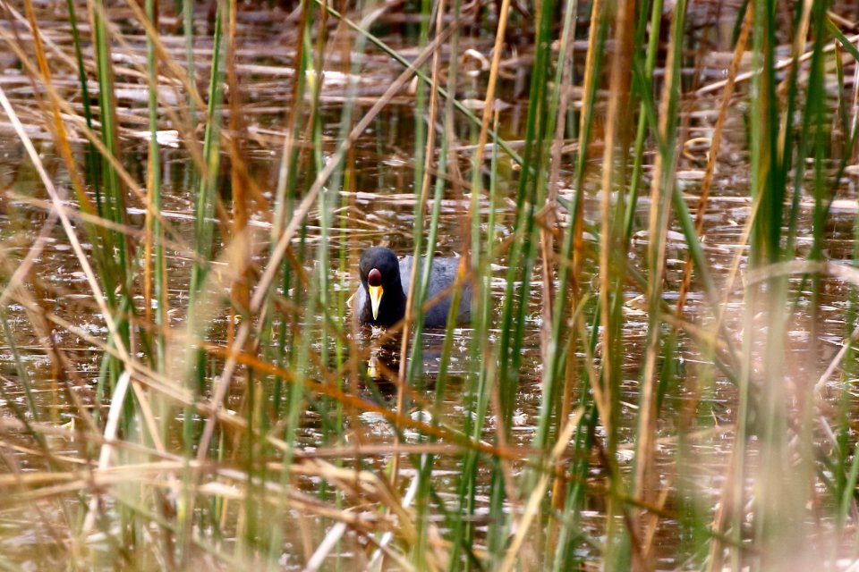 Andean Coot, Fulica Ardesiaca - 260A2985
