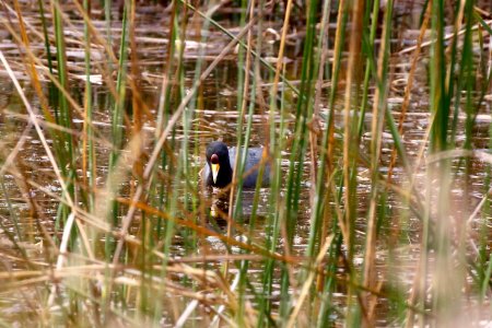 Andean Coot, Fulica Ardesiaca - 260A2985 photo