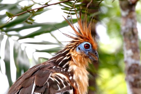 Hoatzin (Opisthocomus hoazin) - 260A1470 photo