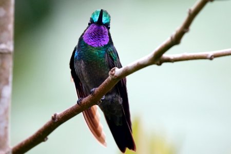 Purple-throated Mountain-gem, Costa Rica 260A1847 photo