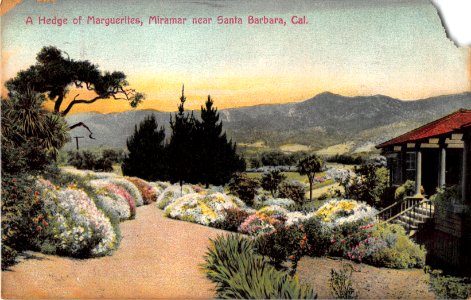A HEDGE OF MARGUERITES MIRAMAR NEWR SANTA BARBARA CALIFORNIA