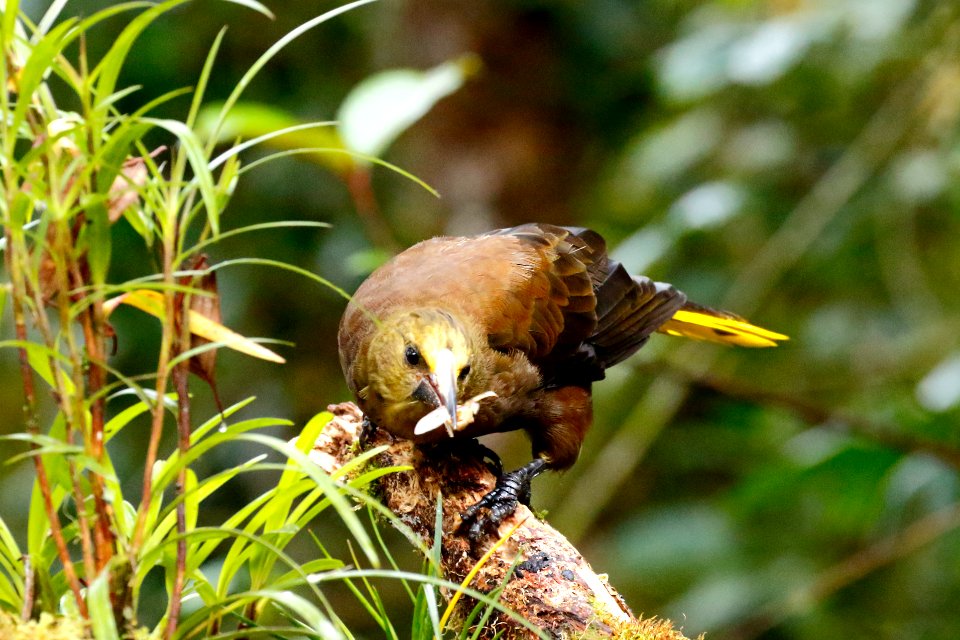 Russet-backed Oropendola (Psarocolius angustifrons) - 260A0669