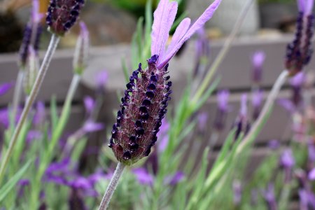 lavender Heart