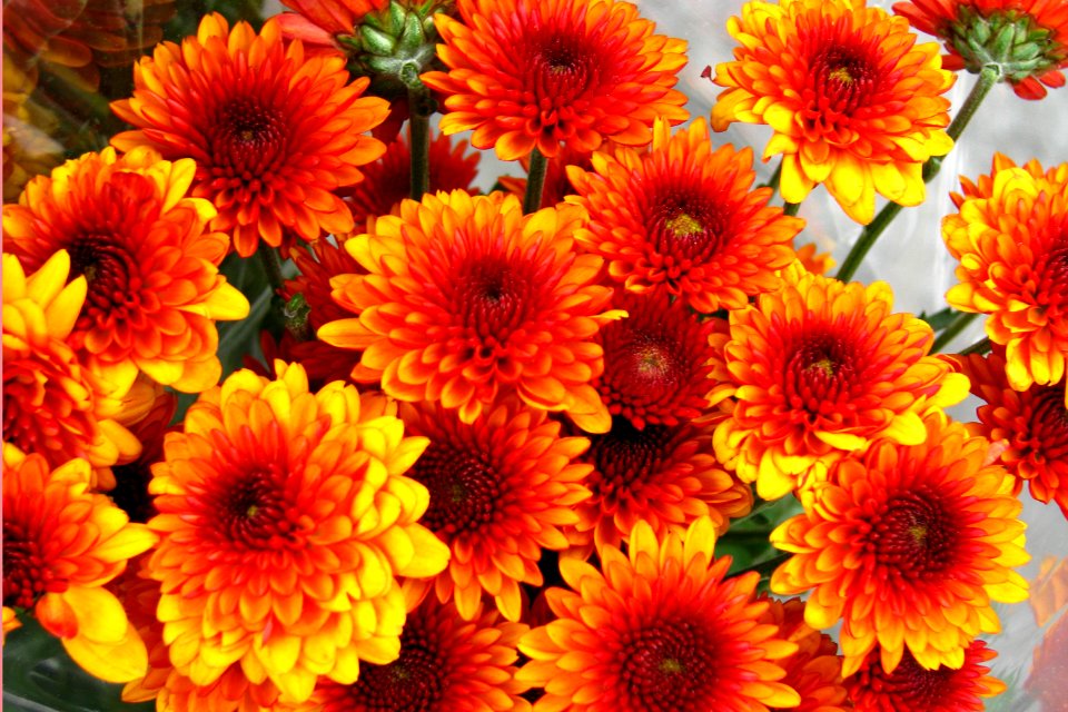 red-and-yellow chrysanthemums 1