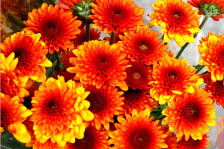 red-and-yellow chrysanthemums 1 photo