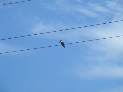 Blue Bird on a Wire photo