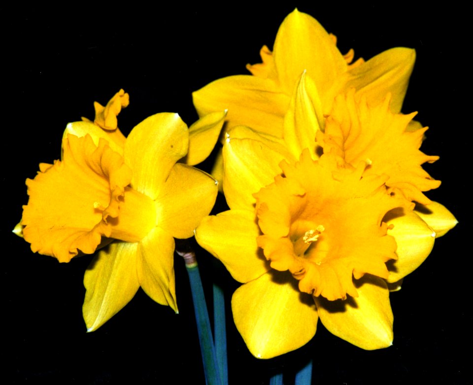daffodils