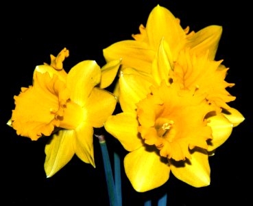 daffodils photo