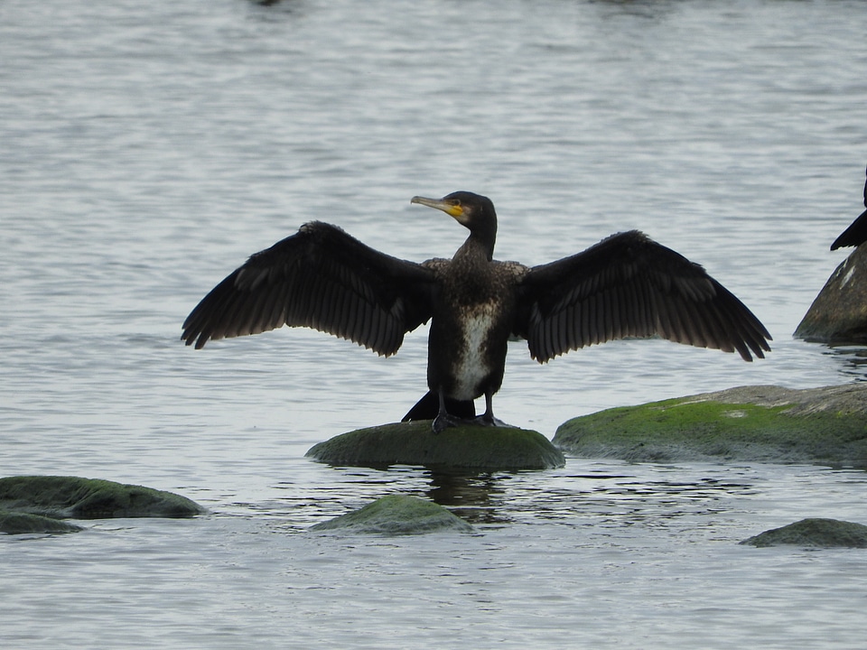 Coast wings phalacrocorax