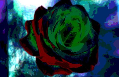 color-solarized rose photo