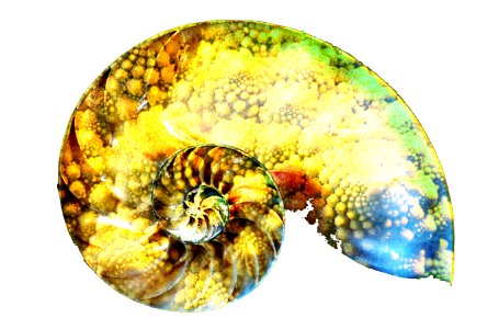 nautilus shell slice with broccoflower photo