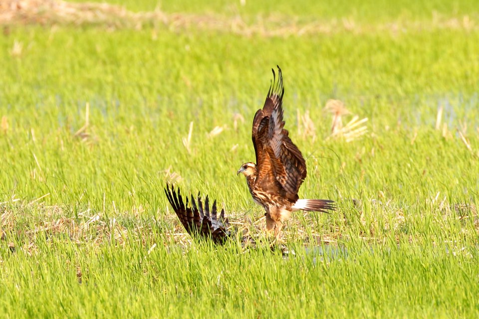 Snail Kite, Rosthramus sociabilis - 260A3597