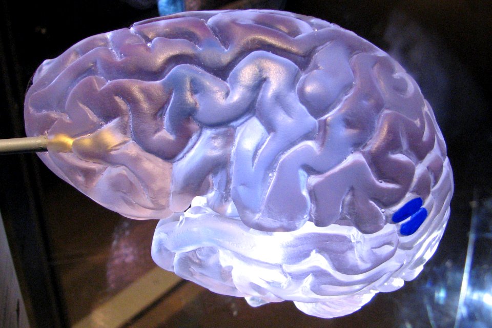 model of human brain