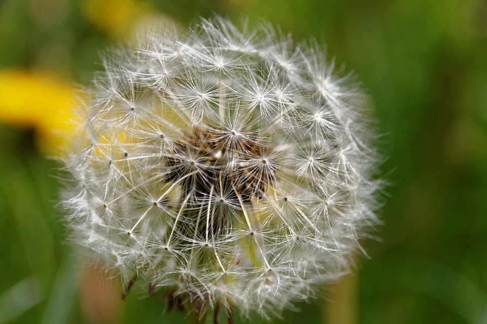 Medicinal herb nature naturopathy