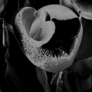 solarized calla lily photo