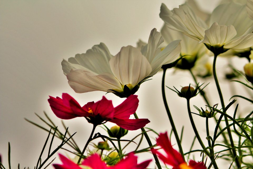 IMG 7014 (2)