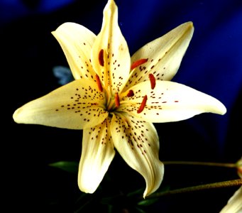 white lily
