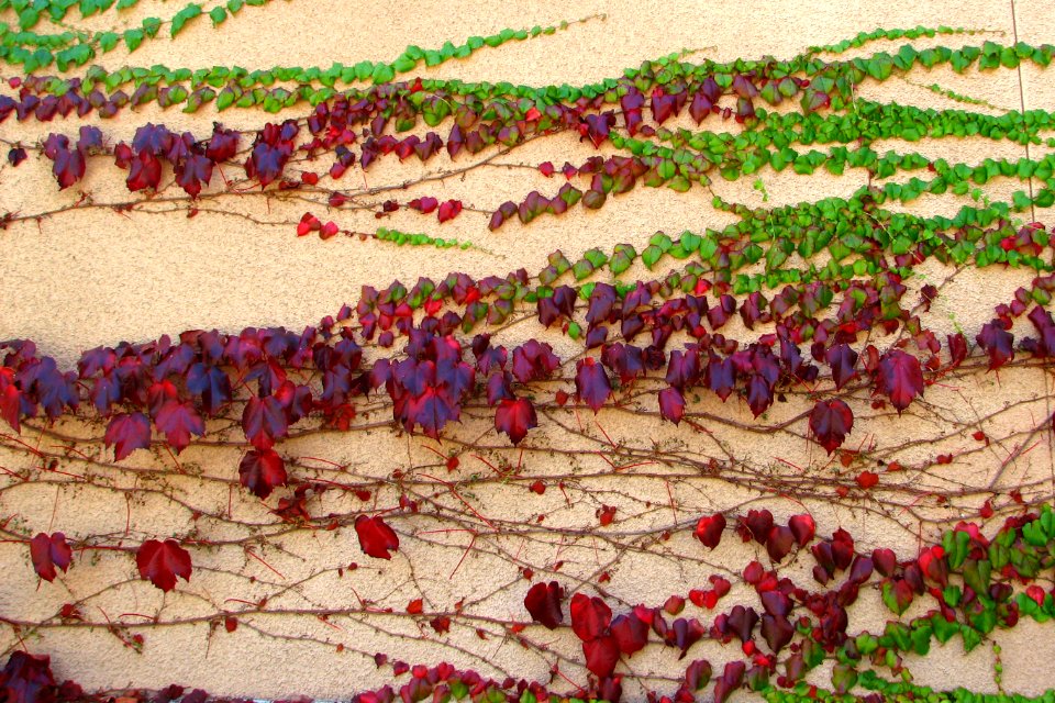 green and bluish-red ivy vines on wall