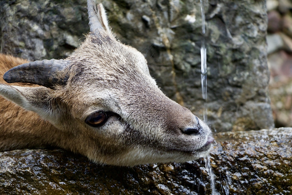 Billy goat drinking water