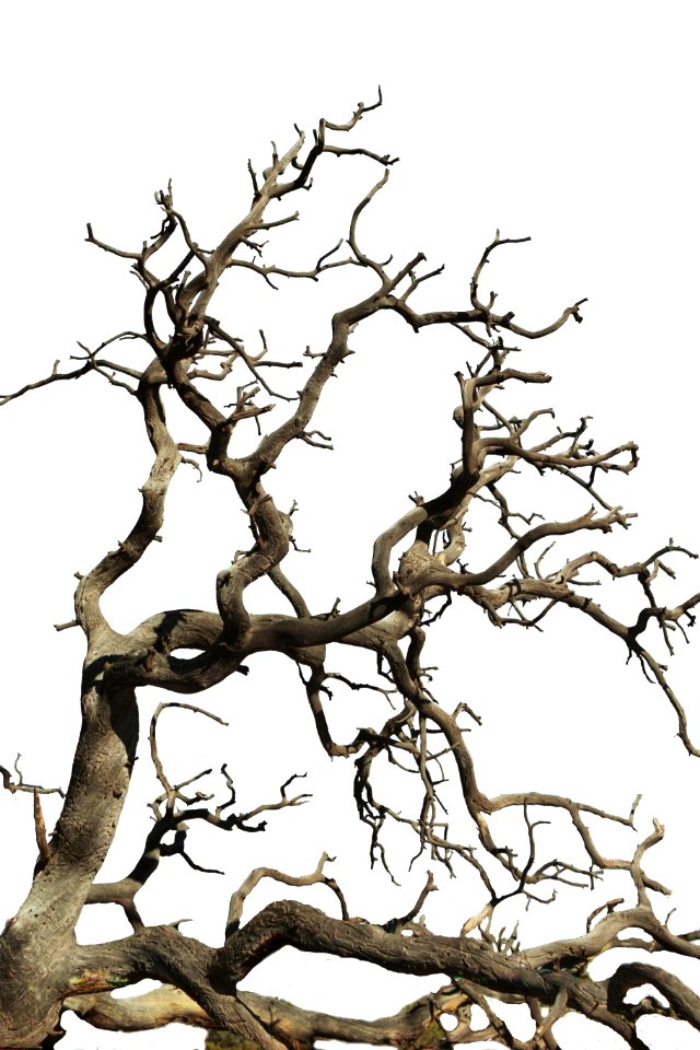 tree silhouette 1