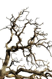 tree silhouette 1