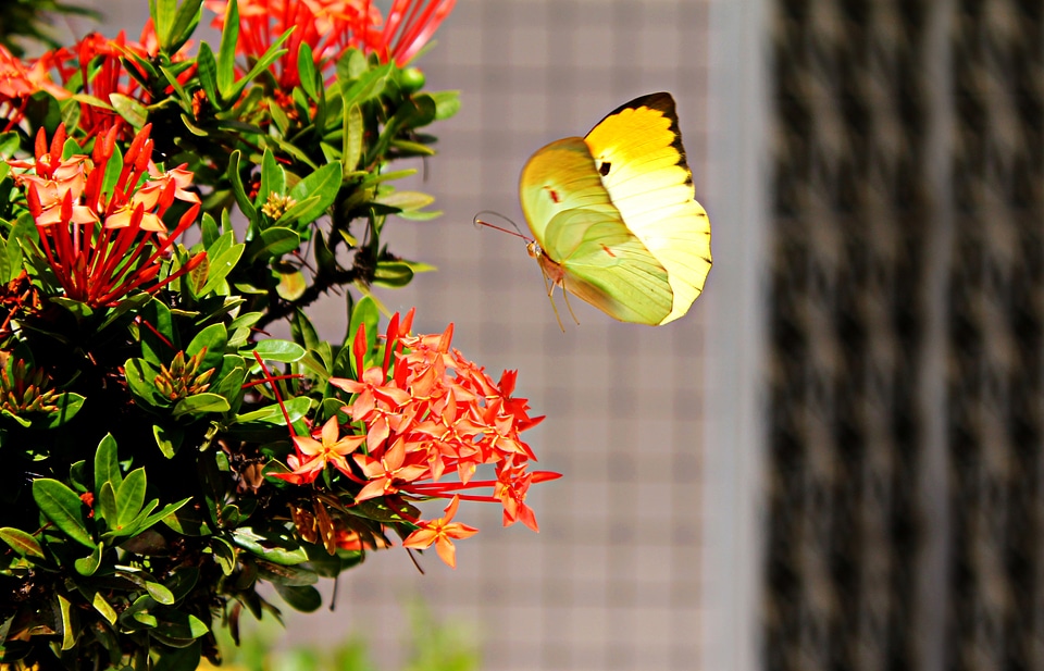 Land wings flight photo