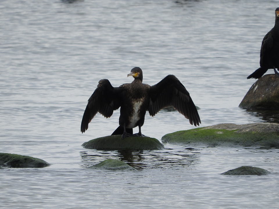 Coast wings phalacrocorax