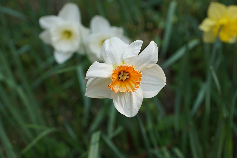 Blossom bloom plant