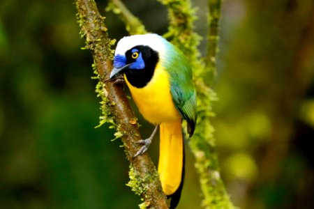 Green Jay (Cyanocorax yncas)